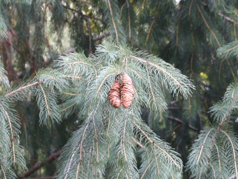 Picea smithiana