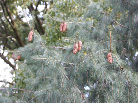 Picea smithiana