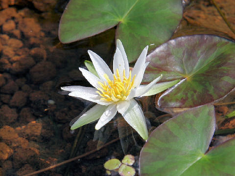 Nymphaea tetragona