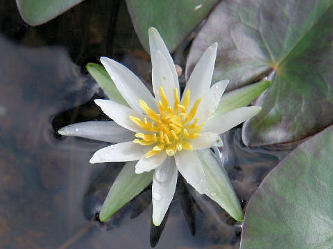 Nymphaea tetragona