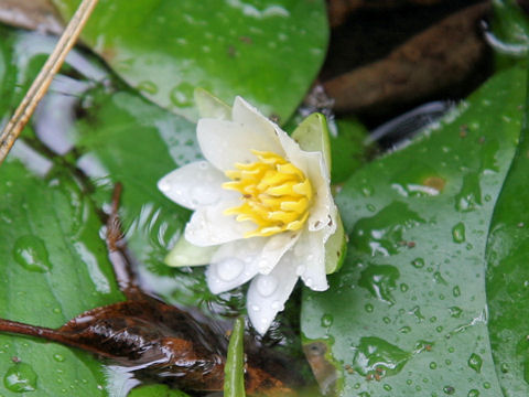 Nymphaea tetragona