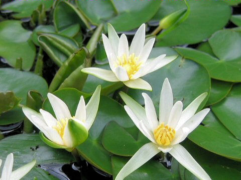 Nymphaea tetragona