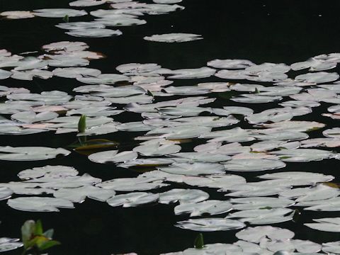 Nymphaea tetragona