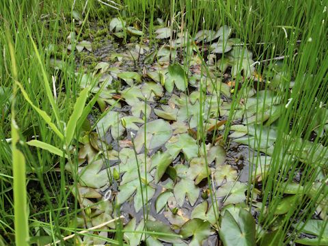 Nymphaea tetragona