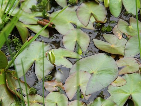 Nymphaea tetragona