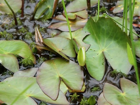 Nymphaea tetragona