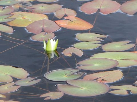 Nymphaea tetragona