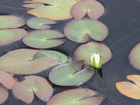 Nymphaea tetragona