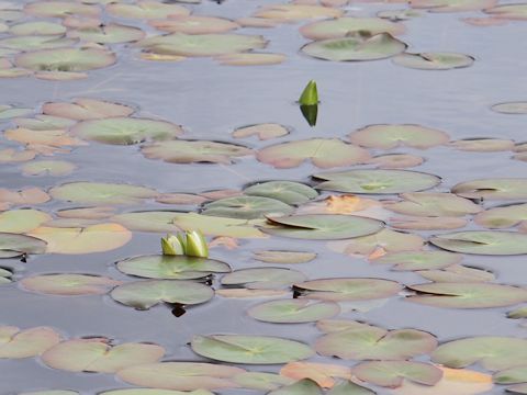 Nymphaea tetragona