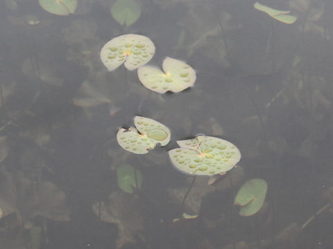 Nymphaea tetragona