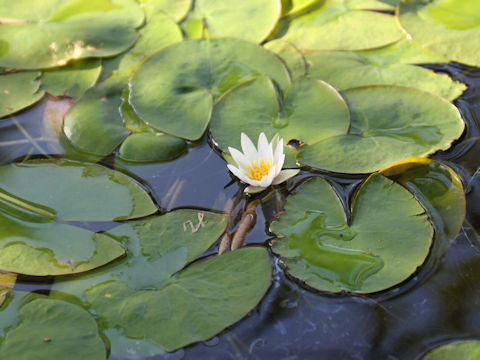 Nymphaea tetragona