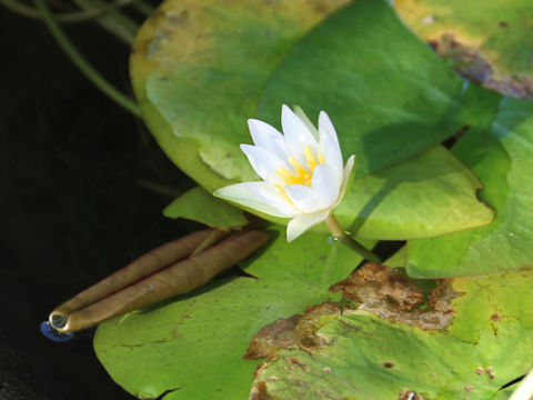 Nymphaea tetragona