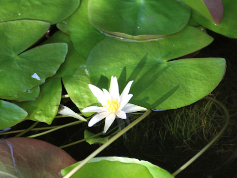 Nymphaea tetragona