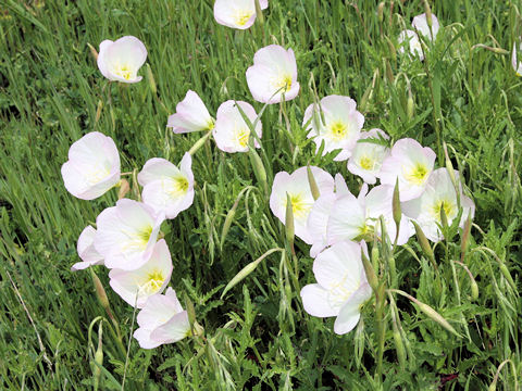 Oenothera speciosa