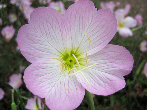 Oenothera speciosa