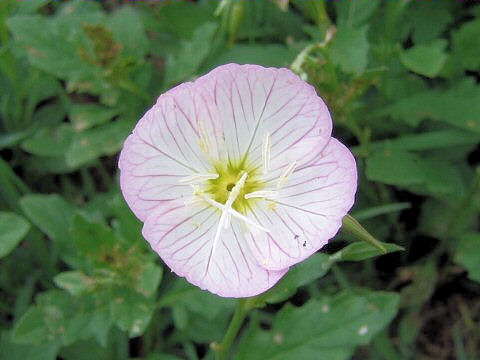 Oenothera speciosa