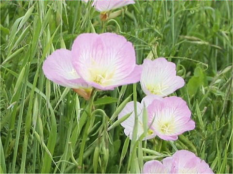 Oenothera speciosa