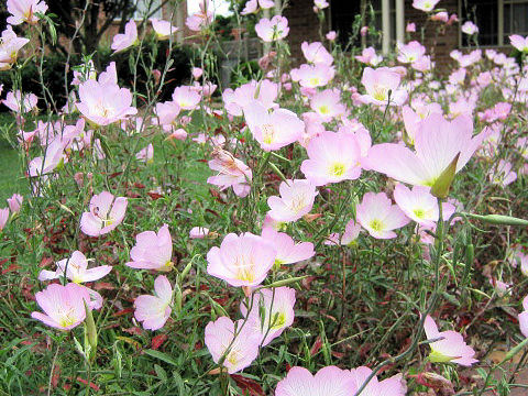 Oenothera speciosa