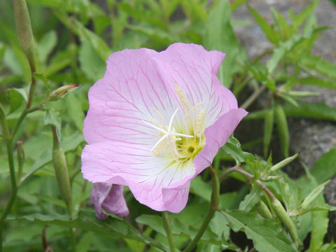 Oenothera speciosa