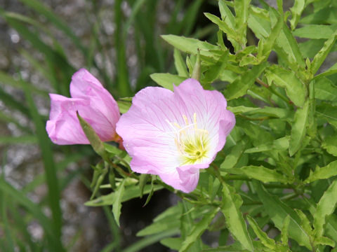 Oenothera speciosa