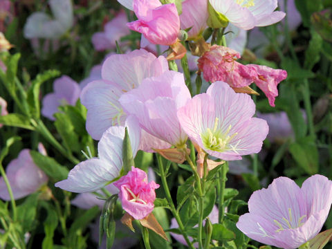 Oenothera speciosa