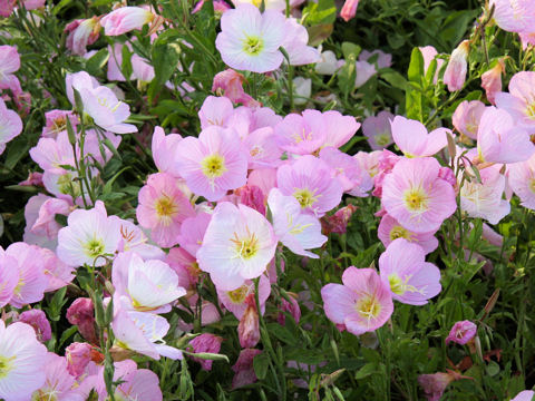 Oenothera speciosa