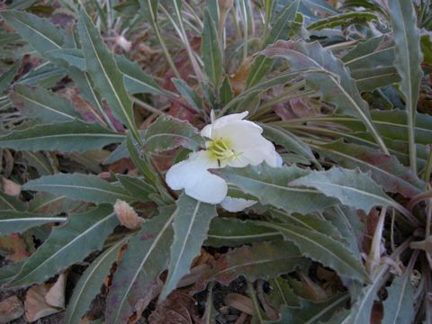 Oenothera speciosa