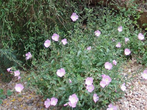 Oenothera speciosa