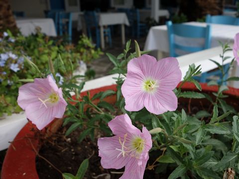 Oenothera speciosa