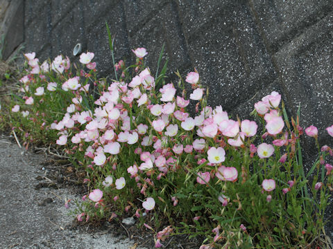 Oenothera speciosa