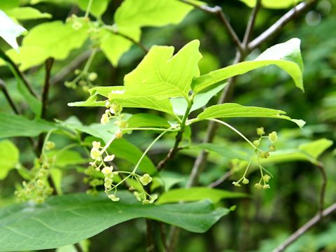 Euonymus macropterus