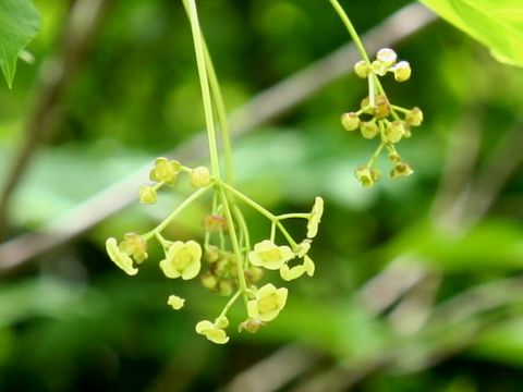 Euonymus macropterus