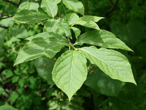 Euonymus macropterus