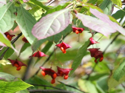 Euonymus macropterus