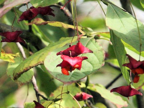 Euonymus macropterus