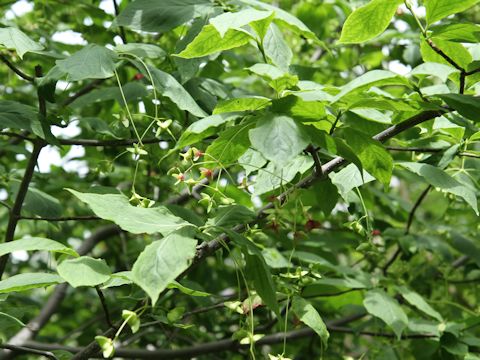 Euonymus macropterus