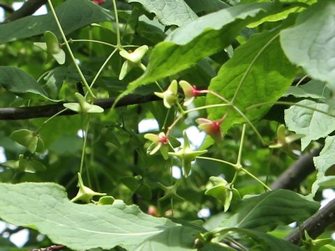 Euonymus macropterus