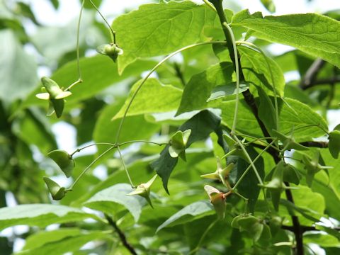 Euonymus macropterus