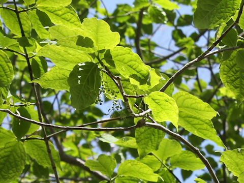 Euonymus macropterus