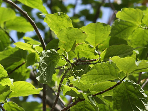 Euonymus macropterus