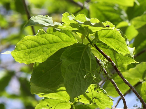 Euonymus macropterus