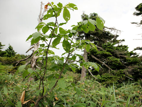 Euonymus macropterus