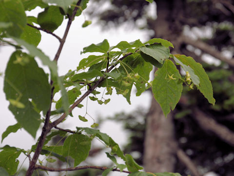 Euonymus macropterus