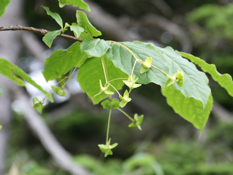 Euonymus macropterus