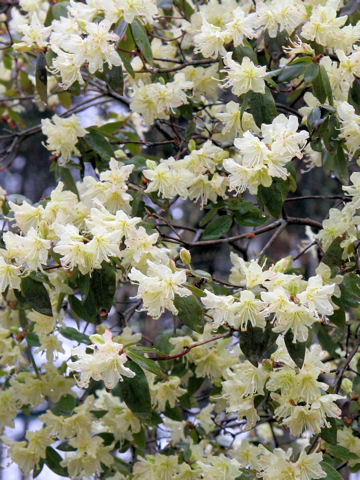 Rhododendron keiskei