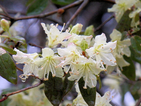 Rhododendron keiskei