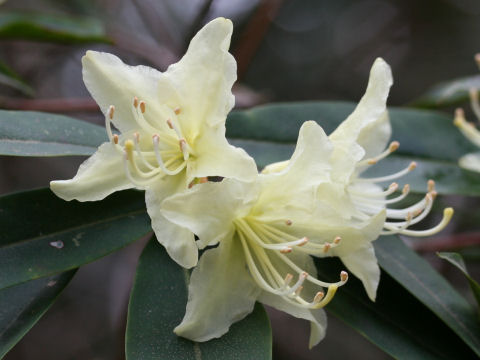 Rhododendron keiskei