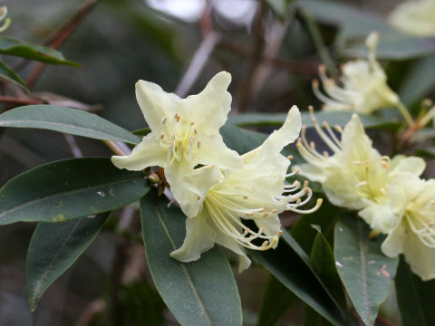 Rhododendron keiskei