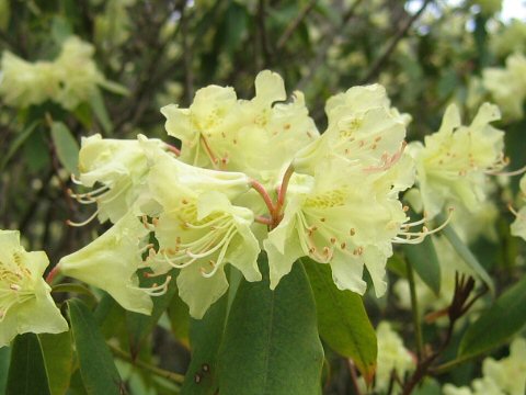 Rhododendron keiskei