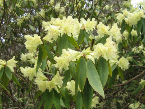 Rhododendron keiskei